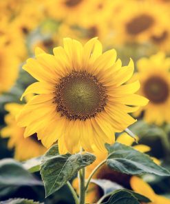 Sunflower seeds Topolino 0.8g