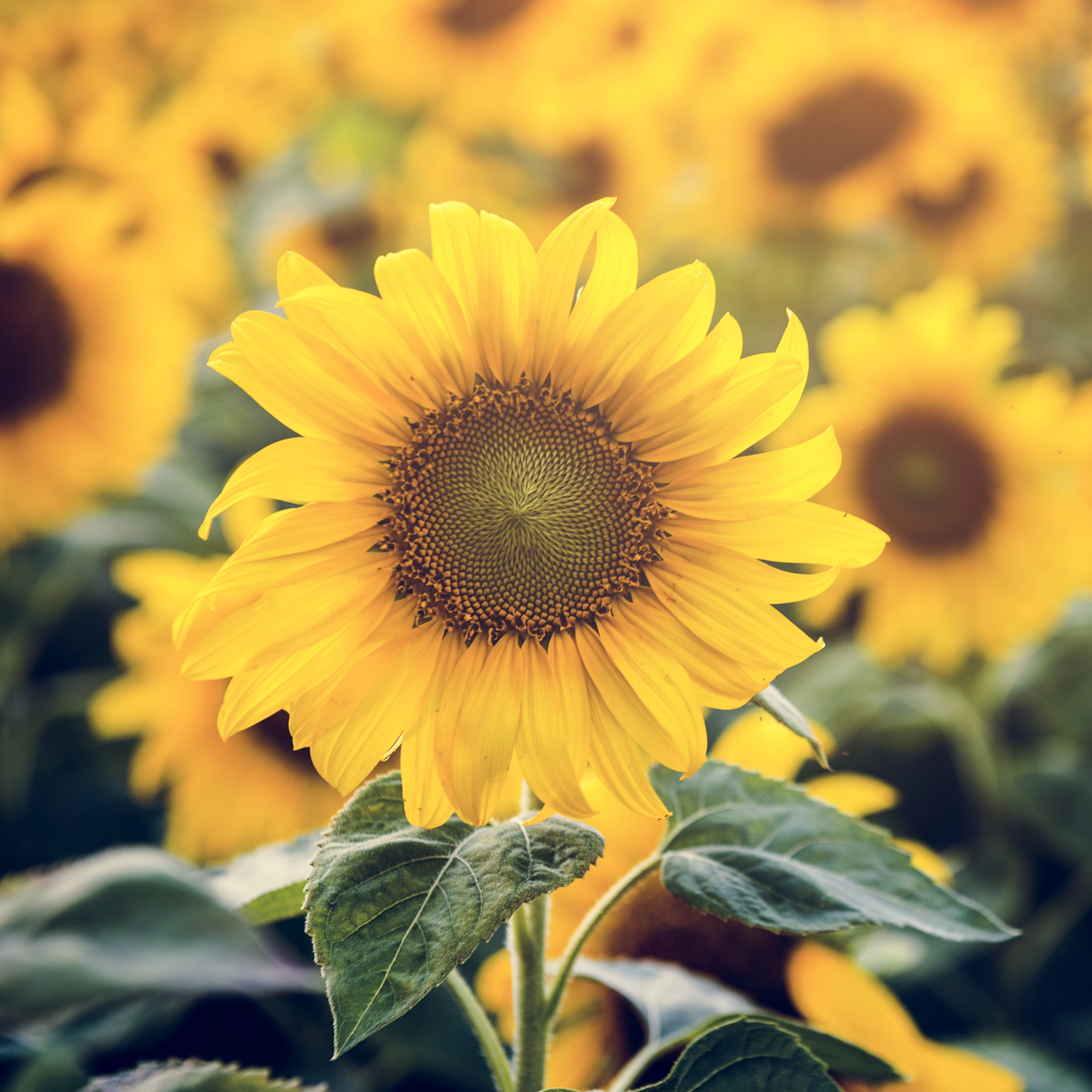 Sunflower seeds Topolino 0.8g