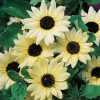 Sunflower seeds Vanilla Ice 1g