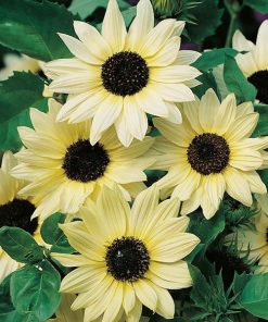 Sunflower seeds Vanilla Ice 1g