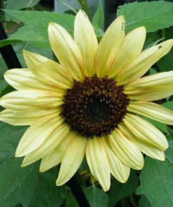 Alternative view of Sunflower seeds Vanilla Ice 1g