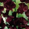 Sweet Pea Beaujolais