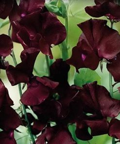 Sweet Pea Beaujolais