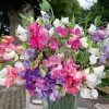 Sweet Pea Bijou