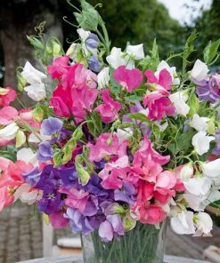 Sweet Pea Bijou