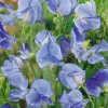 Sweet Pea Blue Ripple