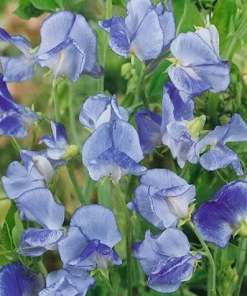 Sweet Pea Blue Ripple
