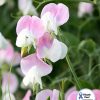 Sweet Pea Dolly Varden
