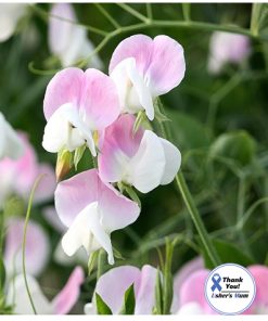 Sweet Pea Dolly Varden
