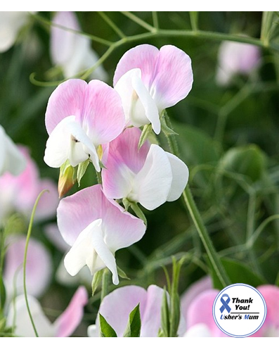 Sweet Pea Dolly Varden