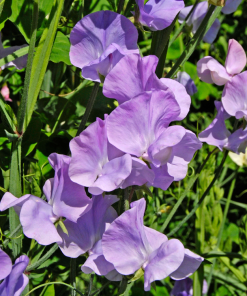 Sweet Pea Leamington