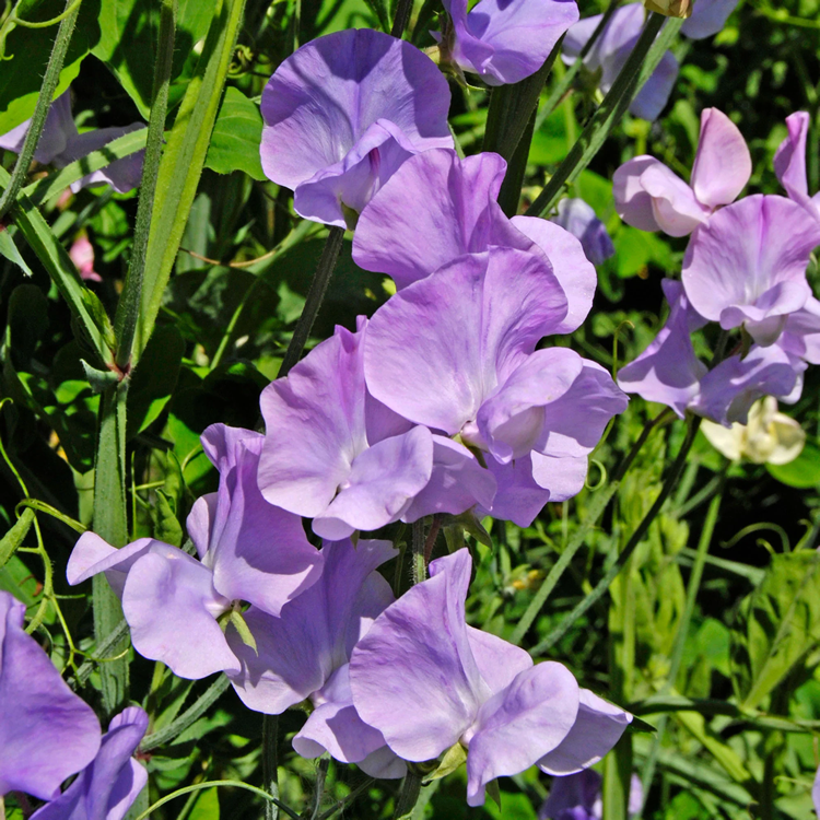 Sweet Pea Leamington
