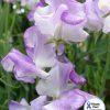 Sweet Pea Lilac Ripple
