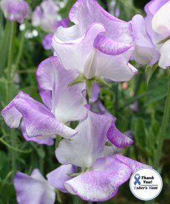Sweet Pea Lilac Ripple