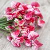 Sweet Pea Old Spice America