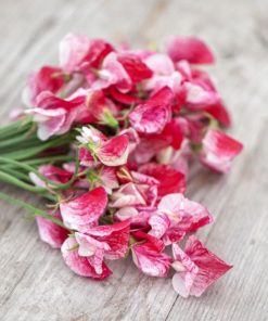 Sweet Pea Old Spice America