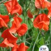 Sweet Pea Old Spice Henry Eckford