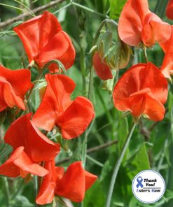 Sweet Pea Old Spice Henry Eckford