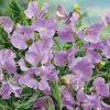 Sweet Pea Royal Lavander