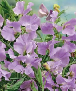 Sweet Pea Royal Lavander