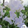 Sweet Pea White
