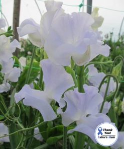 Sweet Pea White