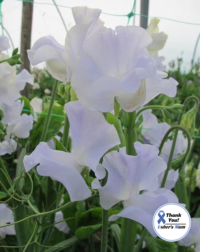 Sweet Pea White