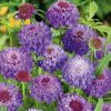 sweet scabious purple
