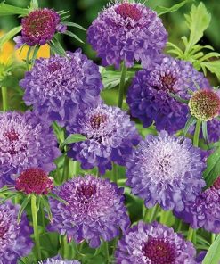 sweet scabious purple