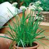 Chives Garlic Chives