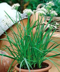Chives Garlic Chives