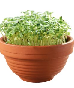 Alternative view of Buzzy Microgreens Terracotta Bowl Tatsoi