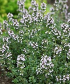 Thyme