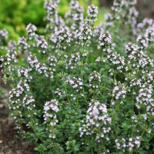 Thyme