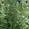 Thyme