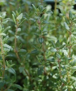 Thyme