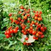 Tomato Bajaja