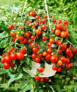 Tomato Bajaja