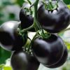 Black Cherry Tomato seeds Blackball 0.1g