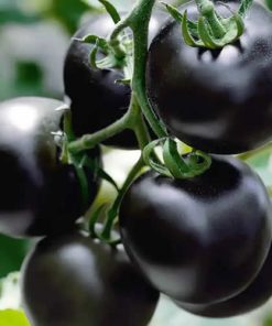 Black Cherry Tomato seeds Blackball 0.1g