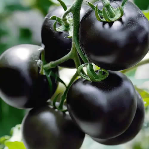 Black Cherry Tomato seeds Blackball 0.1g