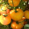 Tomato Brandywine Yellow