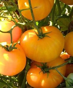 Tomato Brandywine Yellow