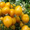 Tomato Citrina
