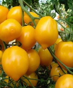 Tomato Citrina