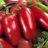 Tomato Eduardo H
