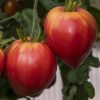 Tomato Herodes
