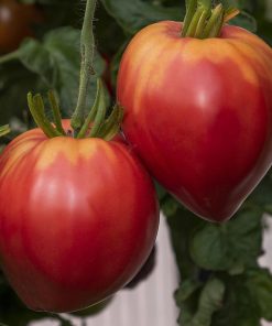Tomato Herodes