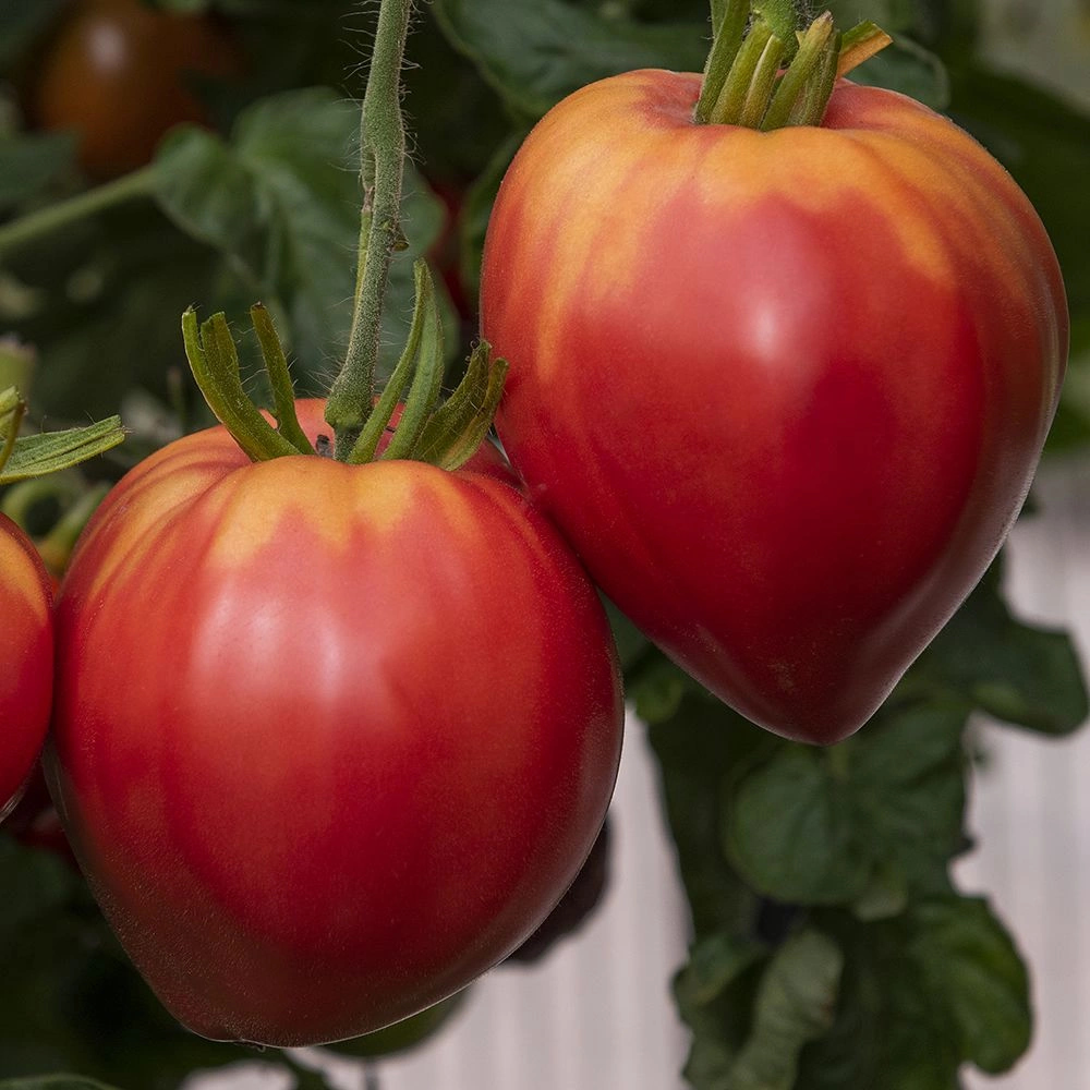 Tomato Herodes