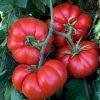 Tomato Marmande